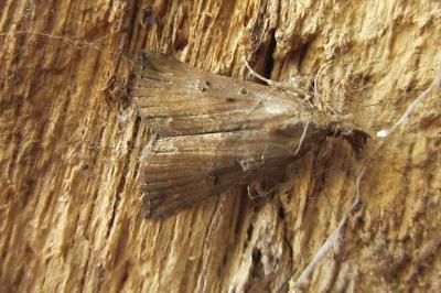 Hypena rostralis