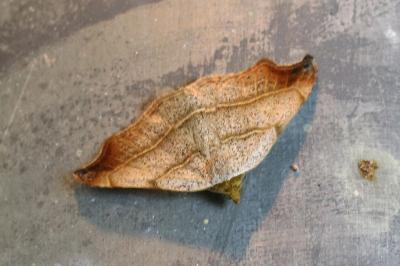 Laspeyria flexula