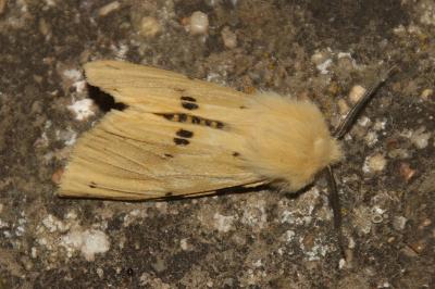 Spilarctia lutea