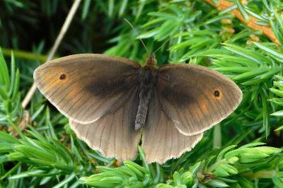 Maniola jurtina