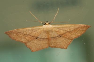 Scopula imitaria
