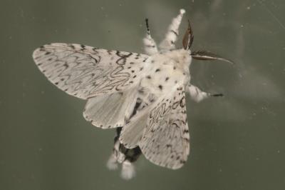 Cerura erminea