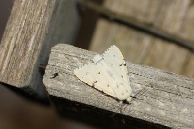 Acronicta leporina