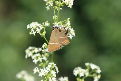 Satyrium w-album