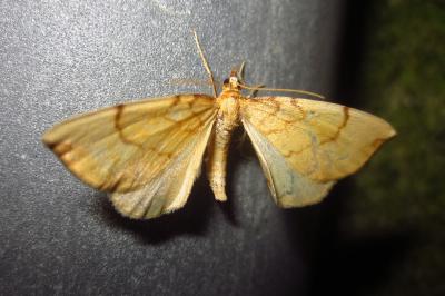 Gandaritis pyraliata