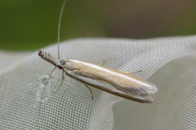Pleurota aristella