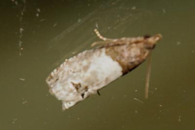 Notocelia roborana