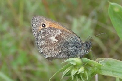 Coenonympha pamphilus