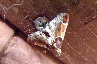 Pyralis farinalis