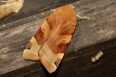 Noctua fimbriata