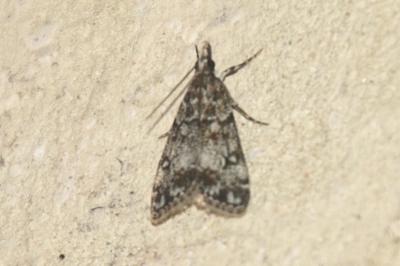 Eudonia lacustrata