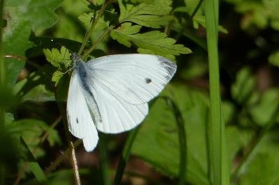 Pieris rapae