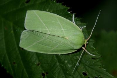 Bena bicolorana