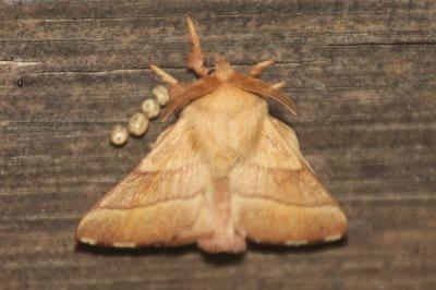 Malacosoma neustria