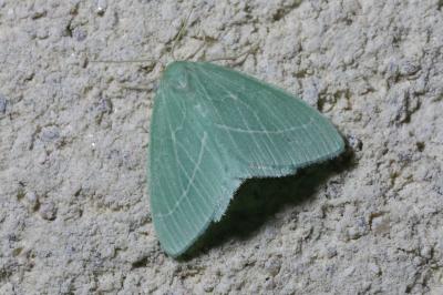 Hemistola chrysoprasaria