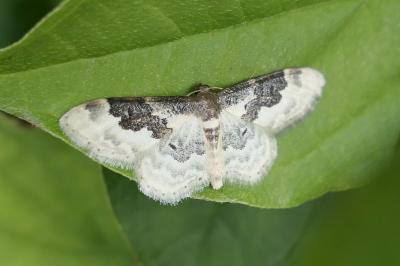 Idaea rusticata