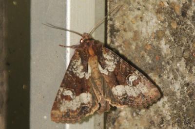 Mesapamea secalis