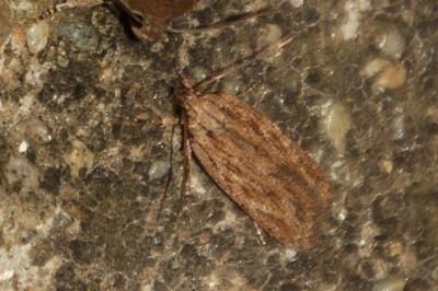 Depressaria daucella