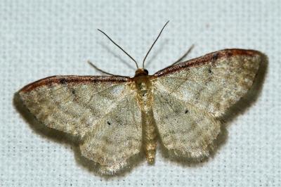 Idaea humiliata