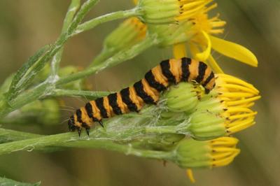 Tyria jacobaeae