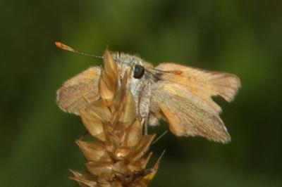 Thymelicus sylvestris