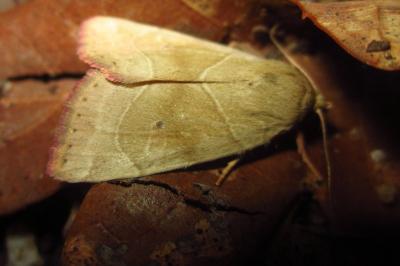 Cosmia trapezina