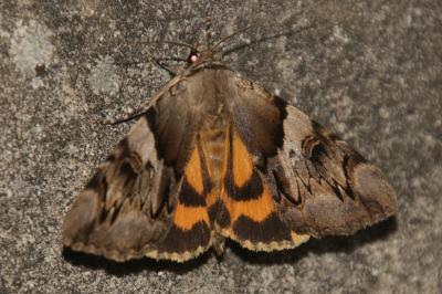 Catocala fulminea