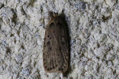 Agonopterix yeatiana