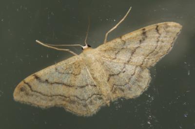 Idaea aversata