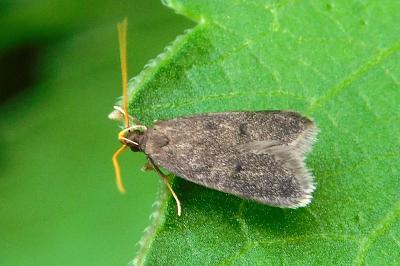 Lecithoceridae
