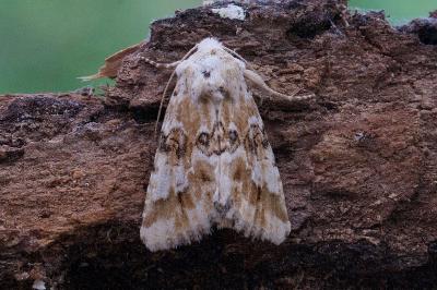 Eremobia ochroleuca