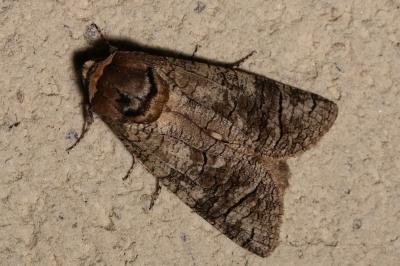 Cossus cossus