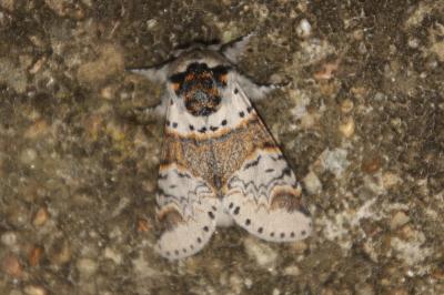 Furcula furcula