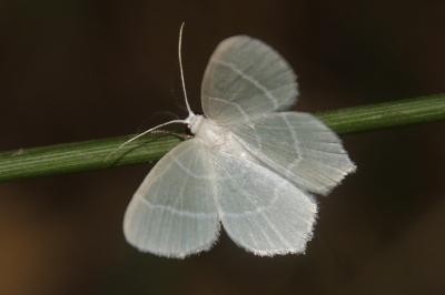 Jodis lactearia