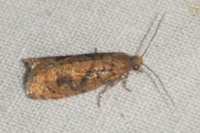 Epinotia caprana