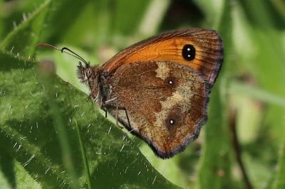 Pyronia tithonus