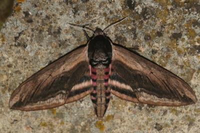 Sphinx ligustri