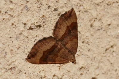 Scotopteryx chenopodiata