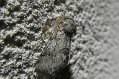 Thaumetopoea pityocampa