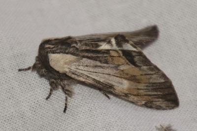 Harpyia milhauseri