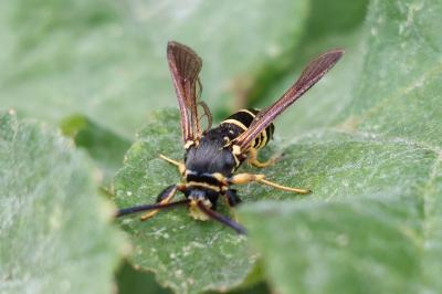 Paranthrene tabaniformis