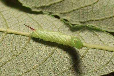 Smerinthus ocellatus