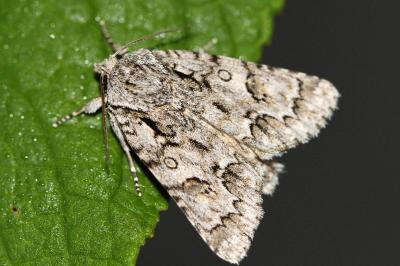 Acronicta auricoma