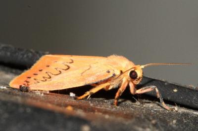 Miltochrista miniata