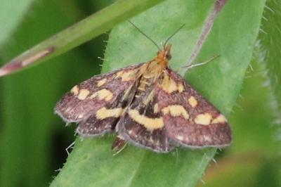 Pyrausta purpuralis