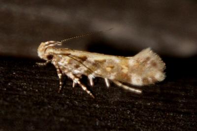 Aristotelia decoratella