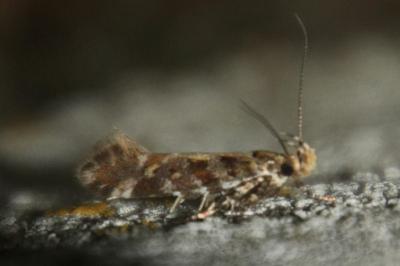 Aristotelia decoratella
