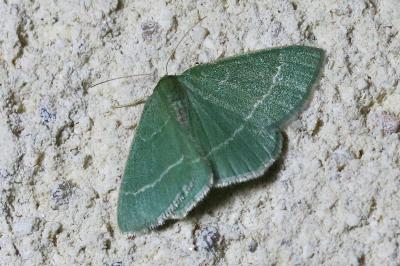 Chlorissa viridata
