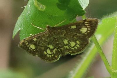 Anania stachydalis