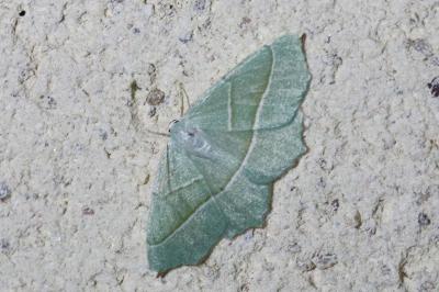 Campaea margaritaria
